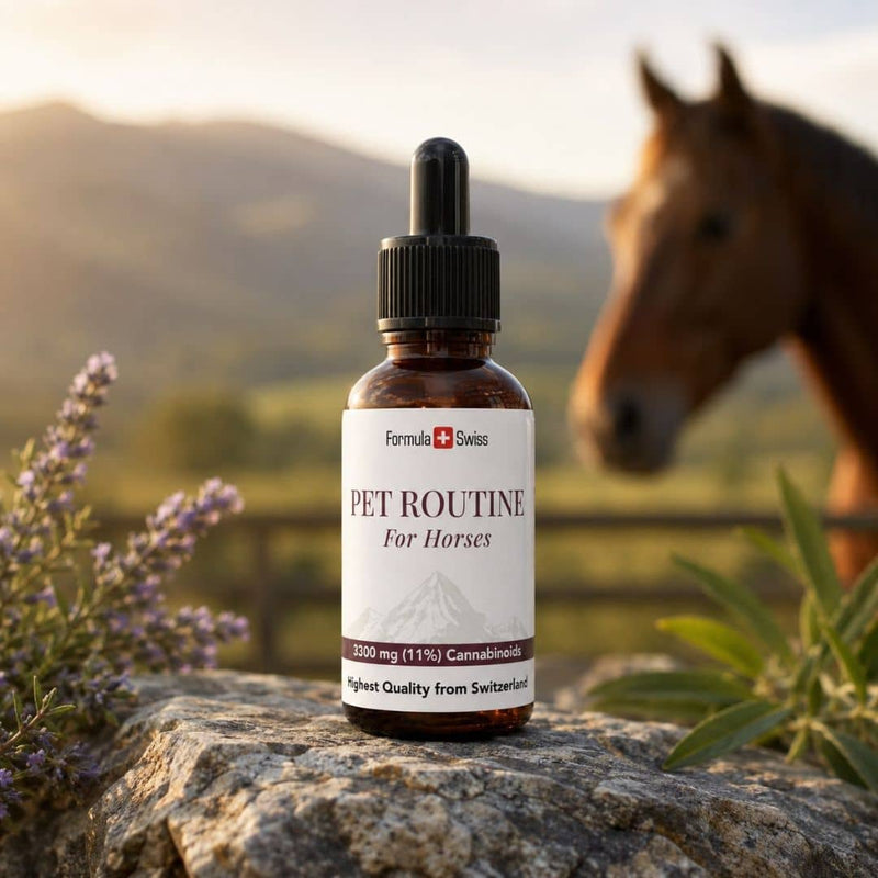 Formula Swiss Pet Routine CBD oil for horses in an amber dropper bottle, displayed on a rock with a horse in the background.
